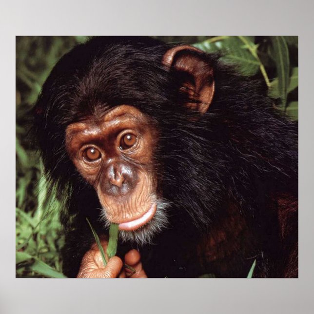Chimpansee Poster (Framsidan)