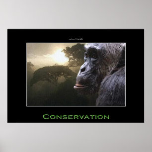 Chimpanzans ConERVATION Wildlife Art Poster