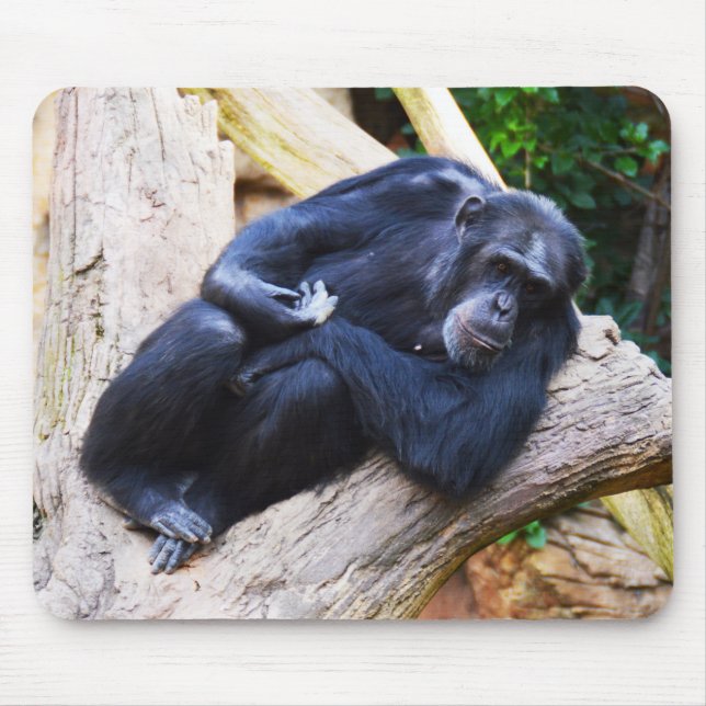 Chimpanzans-djur Musmatta (Framsidan)