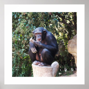 Chimpanzans-djur Poster