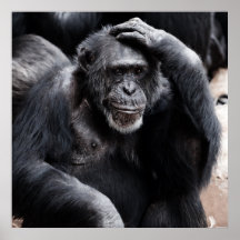 Chimpanzans tänkande