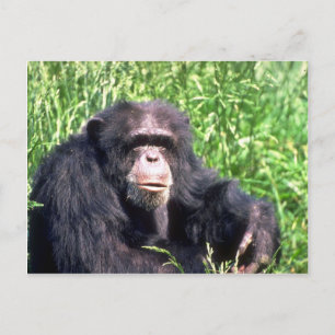 Chimpanzans vuxen sitta i solgräs vykort