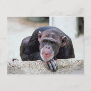 Chimpanzans vykort