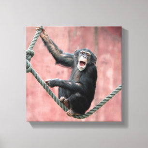 Chimpanzee 001 canvastryck