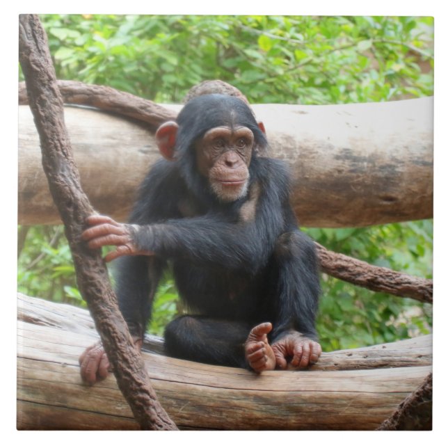 Chimpanzee 001 kakelplatta (Framsidan)