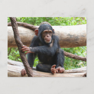 Chimpanzee 001 vykort