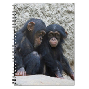 Chimpanzee 002 anteckningsbok med spiral