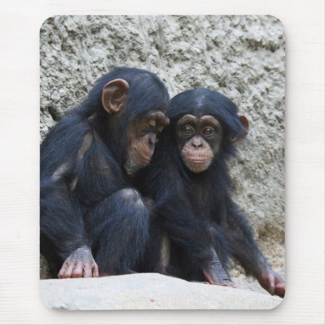 Chimpanzee 002 musmatta (Framsidan)