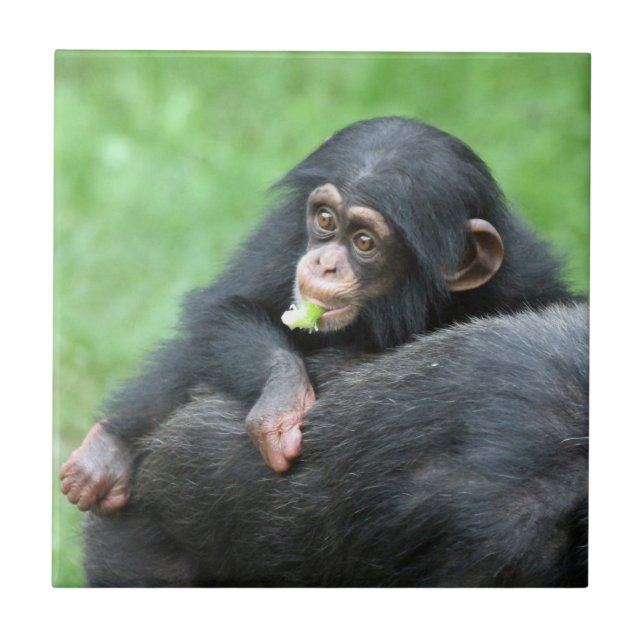 Chimpanzee 005 kakelplatta (Framsidan)