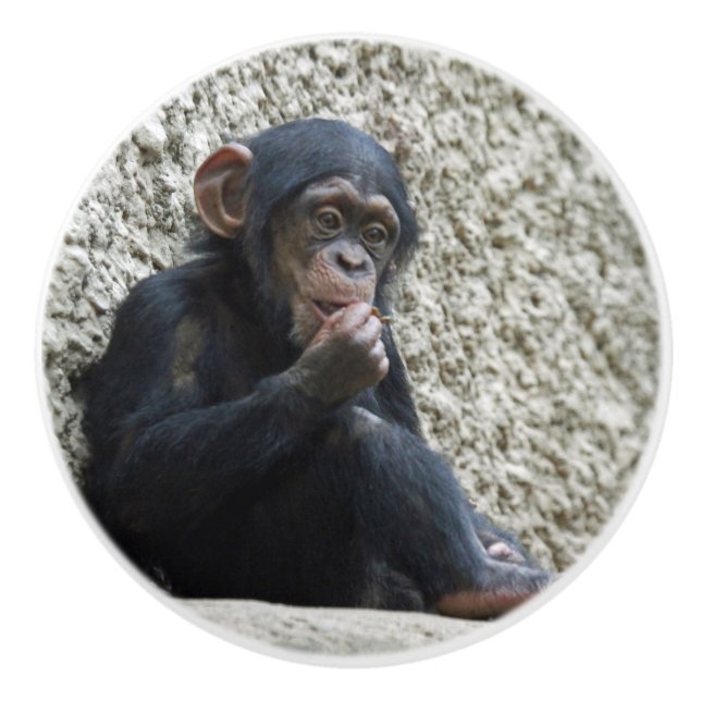 Chimpanzee 013 knopp (Framsidan)