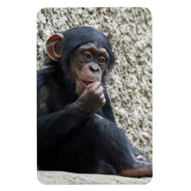 Chimpanzee 013 magnet (Vertikal)