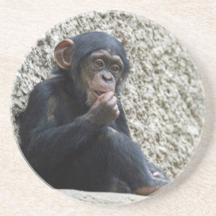 Chimpanzee 013 underlägg