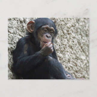 Chimpanzee 013 vykort