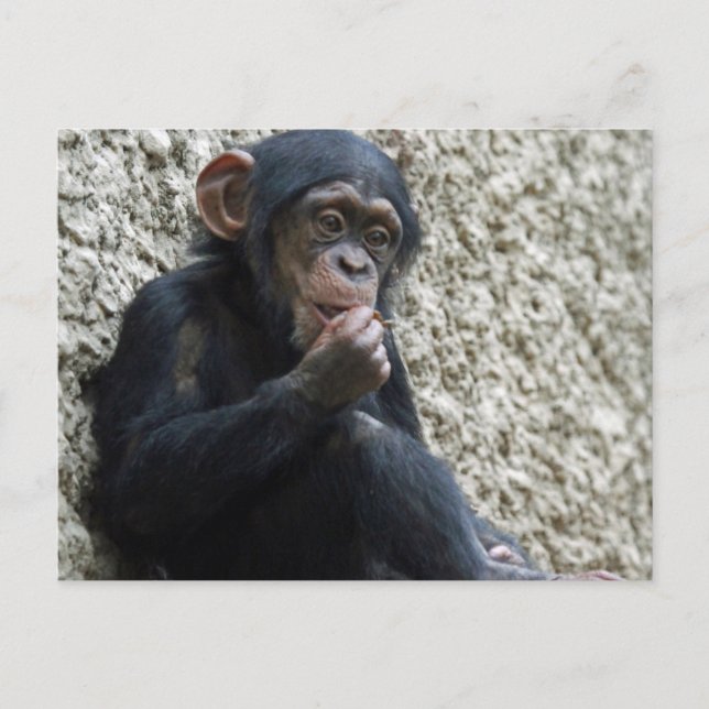 Chimpanzee 013 vykort (Framsida)