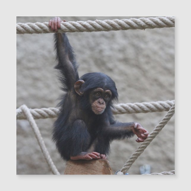 Chimpanzee 017 (Framsida)