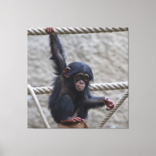 Chimpanzee 017 canvastryck