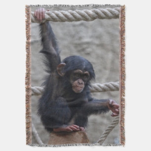 Chimpanzee 017 filt