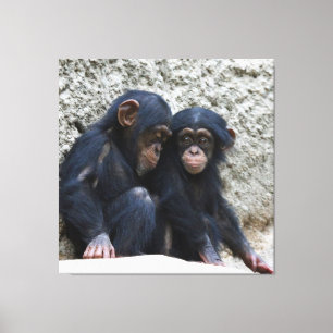 Chimpanzee 022 canvastryck