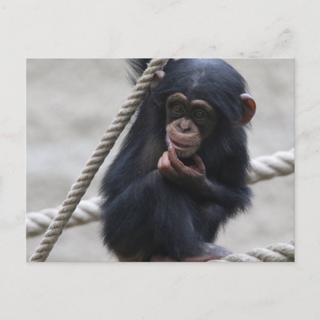 Chimpanzee 030 vykort (Framsida)