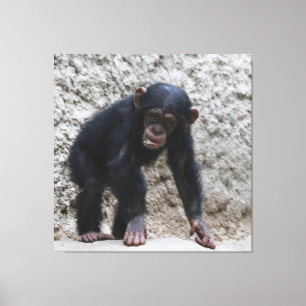 Chimpanzee 031 canvastryck