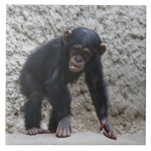 Chimpanzee 031 kakelplatta
