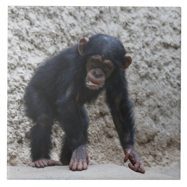 Chimpanzee 031 kakelplatta (Framsidan)