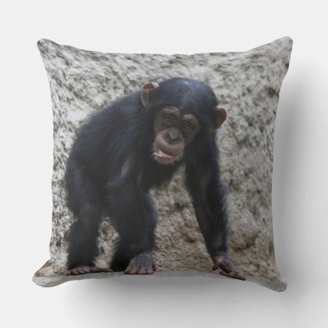 Chimpanzee 031 kudde (Framsida)