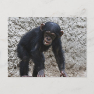 Chimpanzee 031 vykort