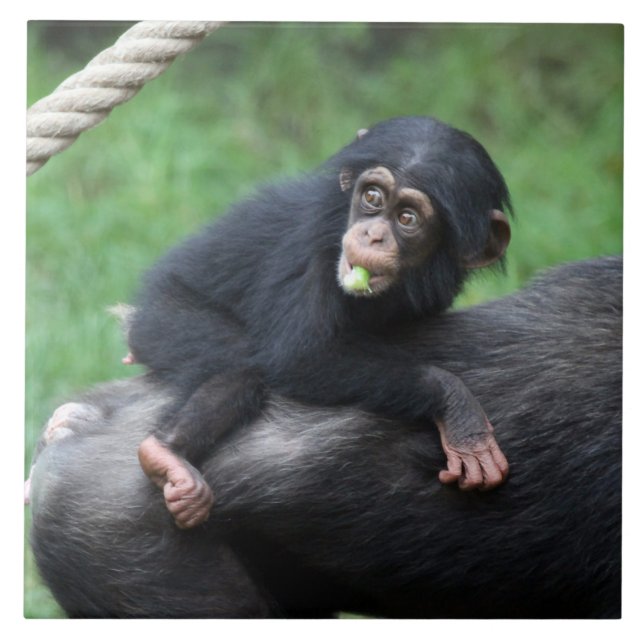 Chimpanzee 032 kakelplatta (Framsidan)