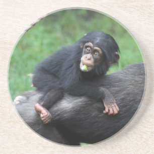 Chimpanzee 032 underlägg