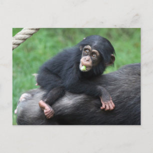 Chimpanzee 032 vykort