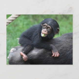 Chimpanzee 032 vykort