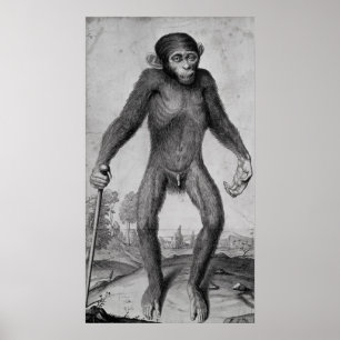 Chimpanzee 1699 poster