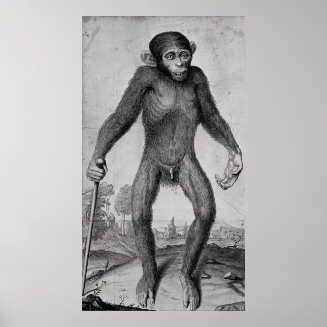 Chimpanzee 1699 poster (Framsidan)