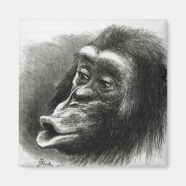 Chimpanzee, besviken och Sulky Magnet (Framsidan)