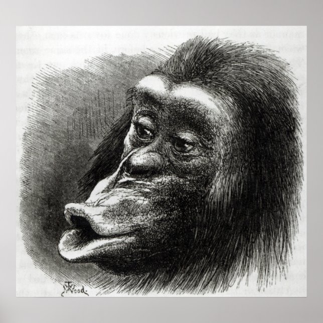 Chimpanzee, besviken och Sulky Poster (Framsidan)