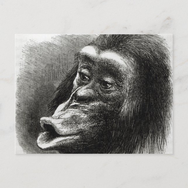 Chimpanzee, besviken och Sulky Vykort (Framsida)