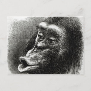 Chimpanzee, besviken och Sulky Vykort