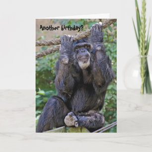 Chimpanzee Birthday Humor Kort