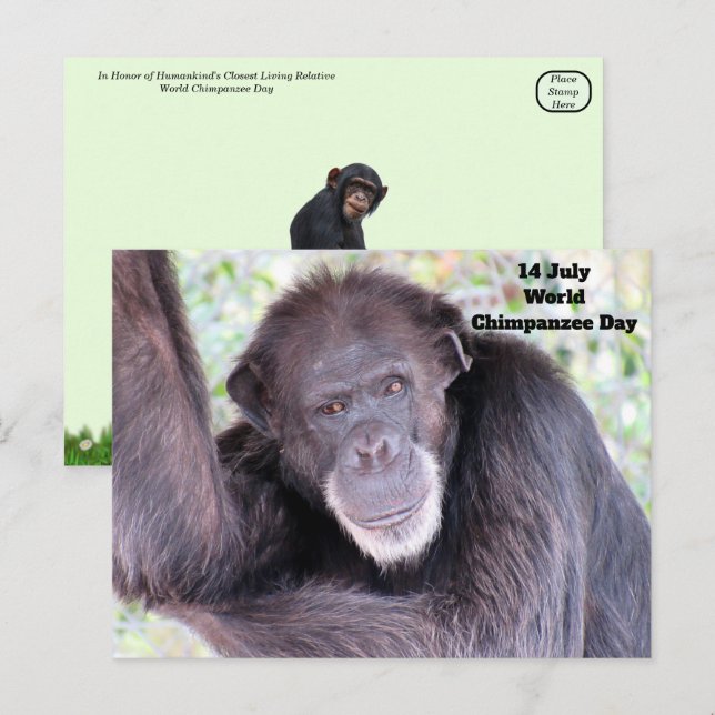 Chimpanzee-dagen - 14 juli vykort (Fram/baksida)