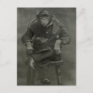 "Chimpanzee Dandy" Vykort