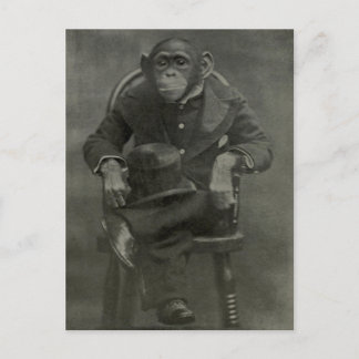 "Chimpanzee Dandy" Vykort