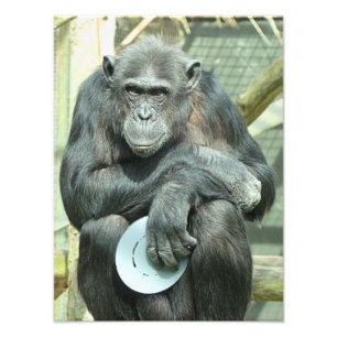 CHIMPANZEE FOTOTRYCK