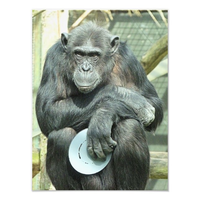 CHIMPANZEE FOTOTRYCK (Framsidan)