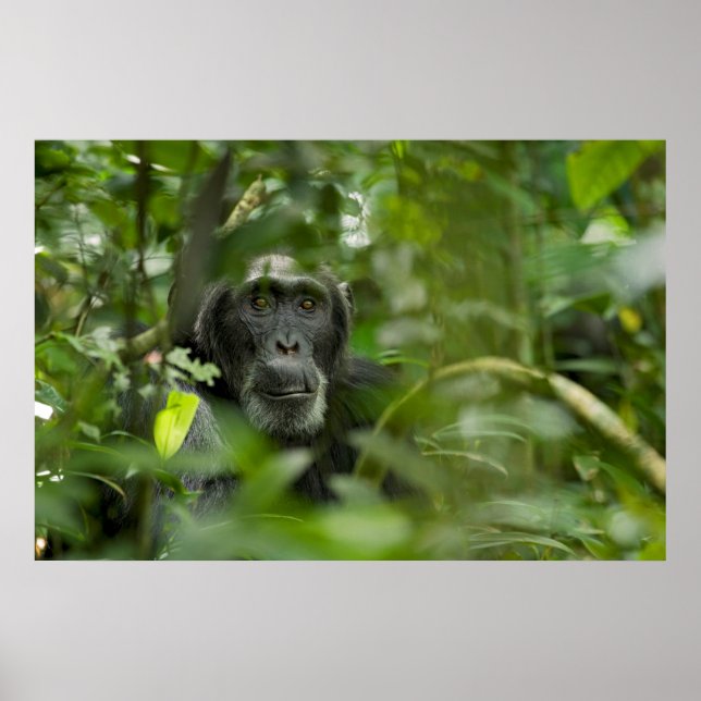 Chimpanzee Gömt bland köksväxter Poster (Framsidan)