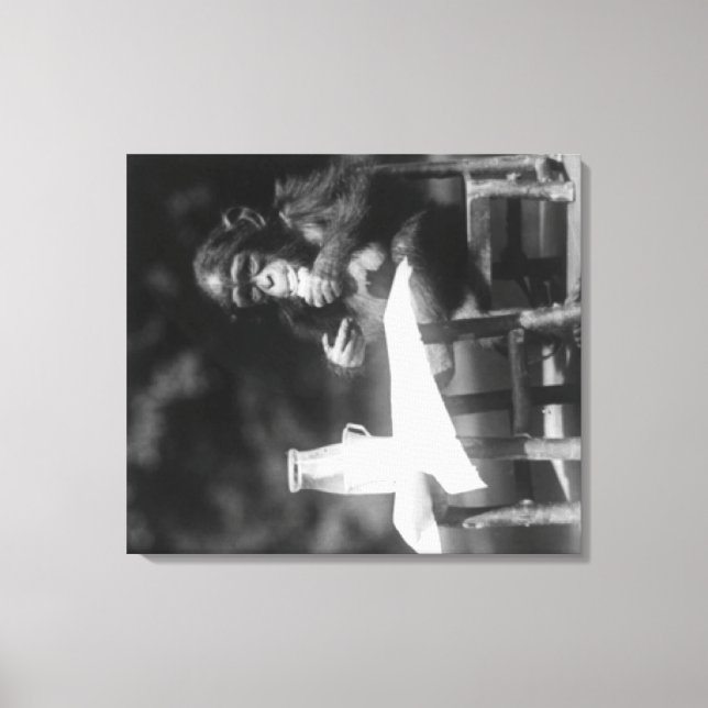 Chimpanzee i Bord vid nationalparken Canvastryck (Framsida)