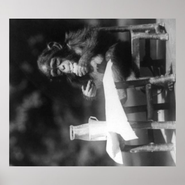 Chimpanzee i Bord vid nationalparken Poster (Framsidan)