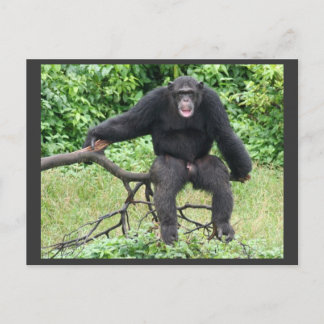 Chimpanzee i Uganda Vykort