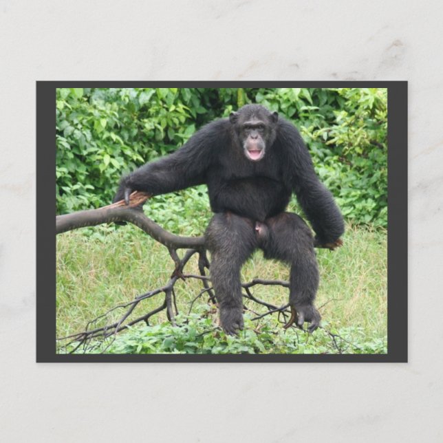 Chimpanzee i Uganda Vykort (Framsida)