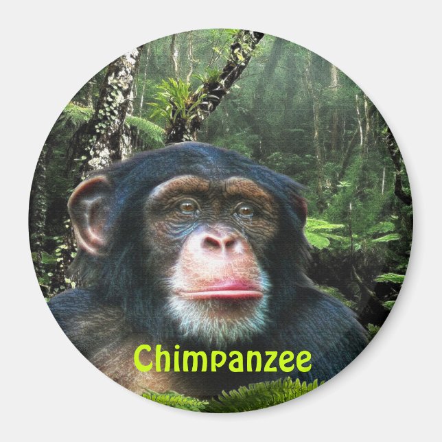 CHIMPANZEE & JUNGLE Primate Wildlife Art Magnet (Framsidan)